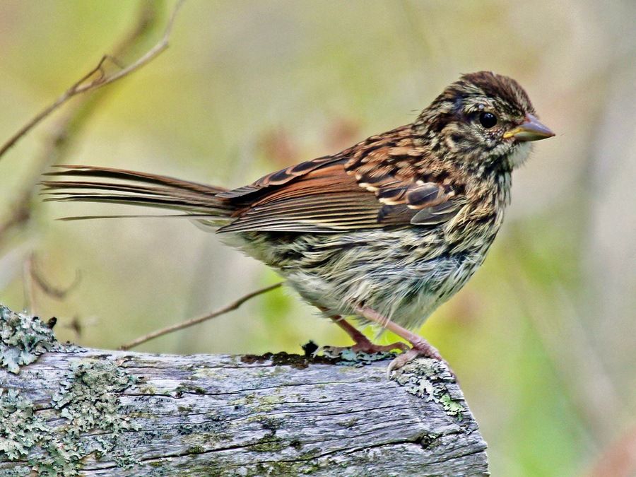 Swamp Sparrow (Melospiza georgiana) - McGee Island, Maine by Dick Daniels is licensed under CC BY-SA 3.0.
